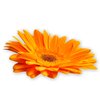 Gerbera Daisy Orange 1: Cut out gerbera on a plain background. Pretty orange colour.