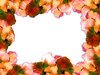 Flower Border: Floral border on blank page. Lots of copyspace. You may prefer: http://www.rgbstock.com/photo/dKTnON/Floral+Border+42  or  http://www.rgbstock.com/photo/2dyVEfh/Floral+Border+10