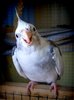 Are You Talkin' To Me 2: My second cockatiel trying to be aggressive. Unfortunately, he's cute as a button! Sadly, he died 17/03/2015. RIP Little Chicken.