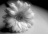 Chrysanthemum 2: 