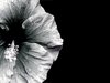 Hibiscus - Monotone: A beautiful black and white image of a hibiscus. You may prefer:  http://www.rgbstock.com/photo/2dyVtLx/Red+Hibiscus+2+-+Duotone  or:  http://www.rgbstock.com/photo/2dyVTby/Hibiscus+Border+1  or:  http://www.rgbstock.com/photo/dKTock/Hibiscus+Border+5