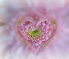 Heart of Glass: A glass heart frame effect on a pink chrysanthemum. Suitable for a texture, background, backdrop or fill, a birthday card or wrapping, anniversary, wedding, or valentine. You may prefer:  http://www.rgbstock.com/photo/nsCSL04/Heart+of+Glass+2