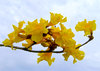 Yellow Flowers: Beautiful yellow or amber tree flowers against a cloudy sky, with a wandering insect.