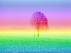 Árvore do arco-íris: 