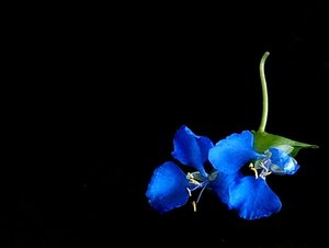 niebieski kwiat szkorbut chwastów: 
