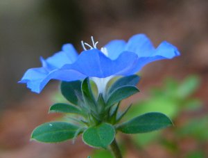 Blaue Blume 2: 