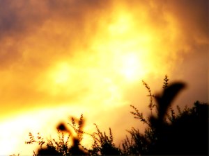 Sunrise Silhouettes: Dainty plants sillhouetted against a spectacular sunrise.