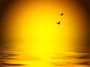 Birds over Water: Birds flying over a warm ocean at sunset.