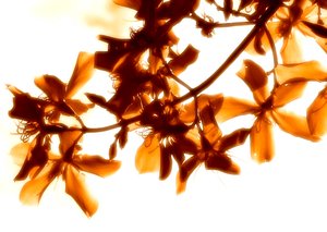 Romance 4: Edited tree flowers in a golden/ burnt orange colour. You may prefer:  http://www.rgbstock.com/photo/2dyVjRb/Romance  or:  http://www.rgbstock.com/photo/2dyVP61/Romance+3