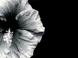 Hibiscus - Monotone: A beautiful black and white image of a hibiscus. You may prefer:  http://www.rgbstock.com/photo/2dyVtLx/Red+Hibiscus+2+-+Duotone  or:  http://www.rgbstock.com/photo/2dyVTby/Hibiscus+Border+1  or:  http://www.rgbstock.com/photo/dKTock/Hibiscus+Border+5
