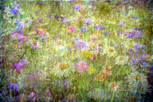 Wildflower Collage 1: 