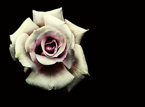 Antique Rose 2: 