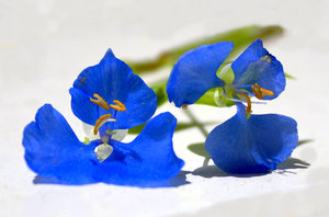 Pequena flor azul: 