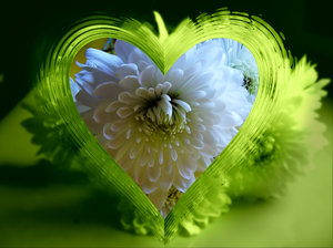Heart of Glass 2: A green glass heart frame effect on a white chrysanthemum. Suitable for a texture, background, backdrop or fill, a birthday card or wrapping, anniversary, wedding, mother's day, birthday or valentine. You may prefer:  http://www.rgbstock.com/photo/mQbgtcS/Heart+of+Glass