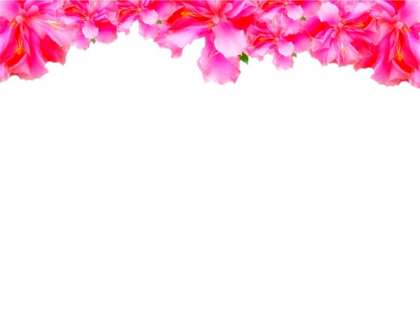Floral Border 4: Floral hibiscus border on blank page. Lots of copyspace. You may prefer:  http://www.rgbstock.com/photo/oy65Bp2/Painted+Fairy+Iris+Border+1  or:  http://www.rgbstock.com/photo/oaMoQN8/Old+Frame+1