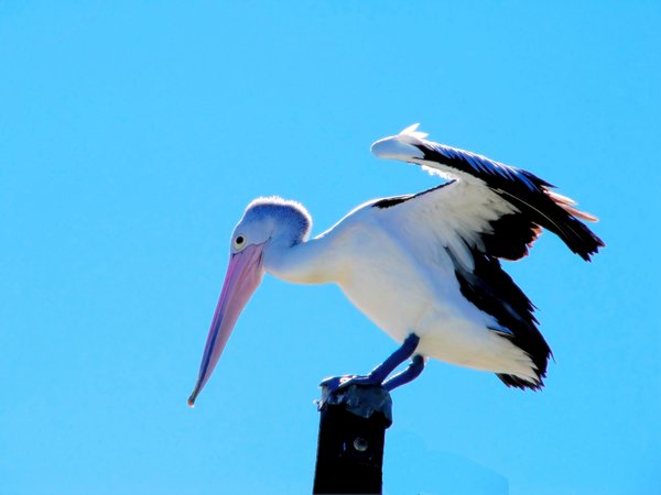 Pelican: A Queensland pelican balancing on a post. Taken on full zoom. Looks much better in the large version - none of what appears to be blurring in the small. The Australian pelican has the largest beak in the world.