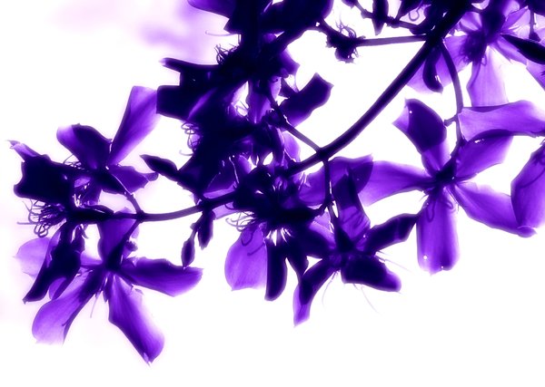 Romance 3: Purple tree flowers against a backdrop of light. You may prefer:  http://www.rgbstock.com/photo/2dyVjRb/Romance  or:  http://www.rgbstock.com/photo/2dyVP61/Romance+3ky.