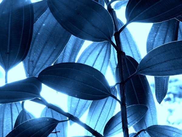 Blues: A photo from my garden, edited to change the colours. I thought it might be useful, and I liked the result.