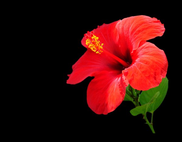 Red Hibiscus 1: Beautiful red hibiscus I spotted growing in the garden of a highrise unit on the coast. 