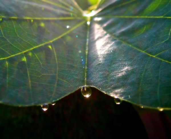 Light Through a Raindrop: Light glinting through a raindrop on a leaf, surrounded by refracted light, making rainbow colours. May be useful for ecology or nature illustrations. Abstract.