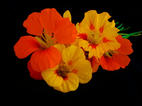 Nasturtiums 4: Colourful nasturtiums on a black background. You may like:  http://www.rgbstock.com/photo/preJMIG/Grunge+Flower+9  or:  http://www.rgbstock.com/photo/2dyV7l8/Blue+Flower+Scurvy+Weed