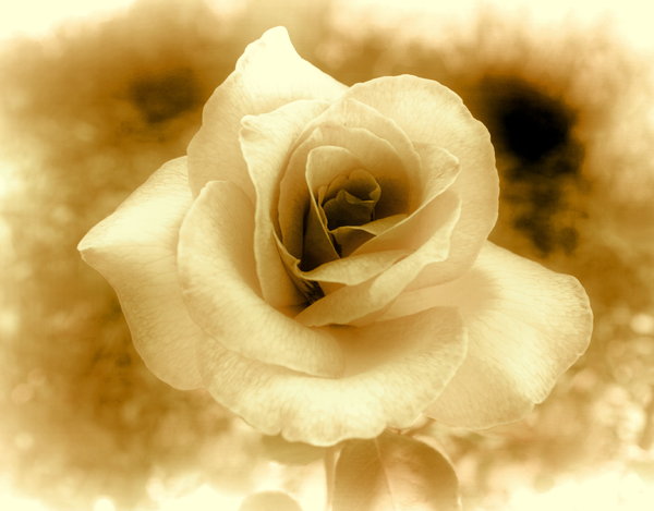 Sepia Rose 3: Rose edited in sepia colours. An old fashioned, Victorian effect.