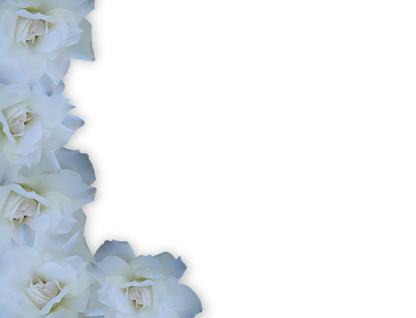 White Rose Border: A beautiful white rose border on a white background. Easy to add more copyspace.