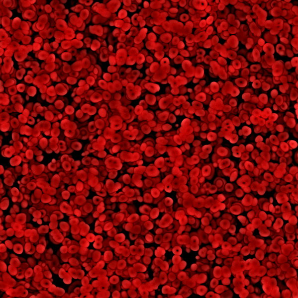 Red Blood Cells 3: Lots of red blood cells. 