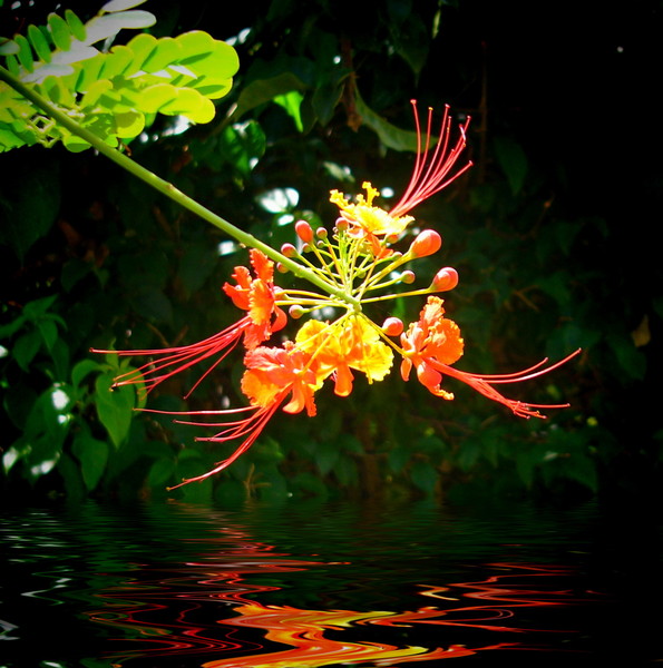 Orange Flower Over Water: A spectacular flower from the bird of paradise shrub reflected in water. You may prefer:  http://www.rgbstock.com/photo/mf1c7rC/Purple+Flower+Over+Water  or:  http://www.rgbstock.com/photo/nN28s3g/Flower+Over+Water