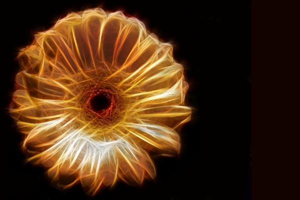 Fractal Daisy: A fractal daisy on a black background. You may prefer:  http://www.rgbstock.com/photo/nN28s3g/Flower+Over+Water  or:  http://www.rgbstock.com/photo/mikJqII/Abstract+Rose+3