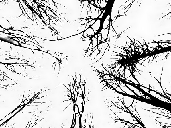 Scary Trees 2: Looking up in a forest of tree silhouettes against a white background. You may prefer:  http://www.rgbstock.com/photo/olzeyTS/Gargoyle  or:  http://www.rgbstock.com/photo/nR4pFy6/Grunge+Tree