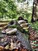 Wald- & Wiesenlandschaft 6: Baumstamm mit Pliz