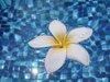 Frangipani in Water 3: Frangipani flowers on a swimming pool surface.
