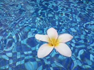 frangipani kwiat w wodzie 2: 