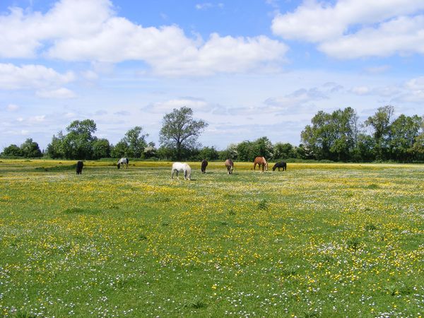 Meadow with Horses, Northampto: On a walk in Northamptonshire, England in early summer