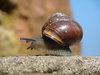 snail: a snail on a wall