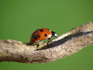 ladybug: 