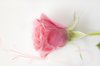 Pink rose: Pink isolated rose
