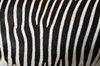 Zebra texture: zebra stripes