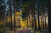 Forest: Pine forest - late afternoon.
Martkas: use of file permitted.