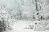 Winter wonderland: Snow covered forest path