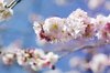 blossom: spring blossom branches