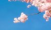 Spring blossoms: Soft cherry tree blossoms
