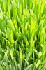 Grass: grass closeup