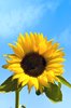 Sunflower: The happiest symbol of summer!