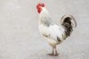 White rooster: White rooster