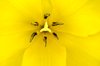 Yellow tulip macro: tulip abstract