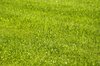 Grass: grass texture
