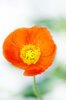 Poppy splendor: fragile orange poppy flower