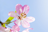 Soft apple blossom: pink apple blossom